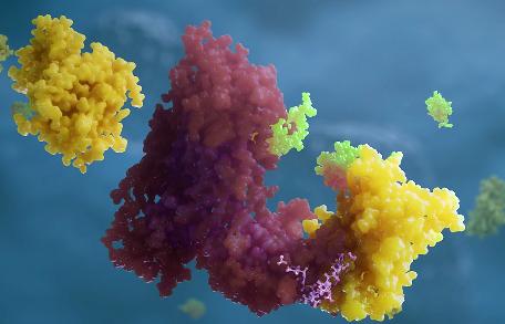 Ein PROTAC® (kleines pinkes Molekül in der Mitte) bringt das Zielprotein (gelb) in räumliche Nähe zum Enzym Ubiquitin-Ligase (rot), welches das Protein Ubiquitin (grün) an das Zielprotein bindet und so für den Abbau durch die Zelle markiert.